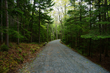 Gravel forest road with pine trees and firs on the sides - Powered by Adobe