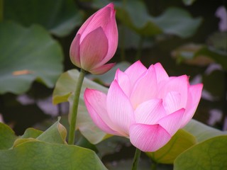 Lotus flower plants. Blossom and bloom.