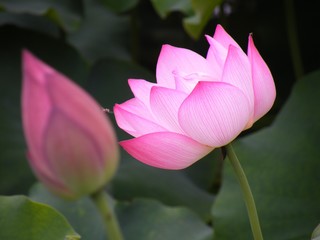 Obraz premium Lotus pink.