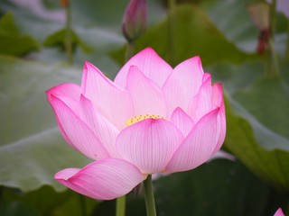 Blossom flower warm light. Lotus.