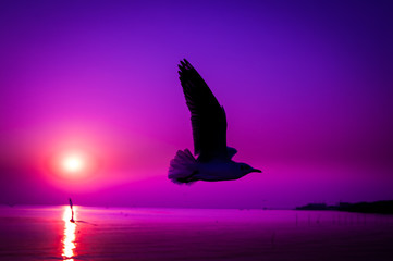 Silhouette seagull flying sunset beautiful