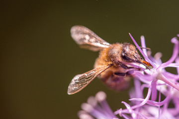 Bee collecting nectar on purple alum garlic flower. macro close-up. selective focus shot with...