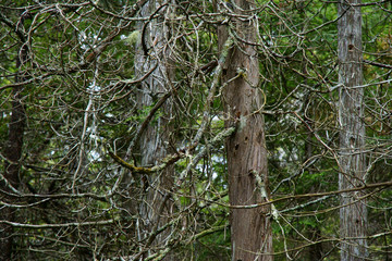 Dry old tree trunks covered with moss and lichen up close