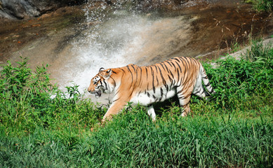 walking tiger