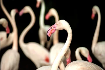 Cercles muraux Flamant Pink flamingo child in zoo Thailand.