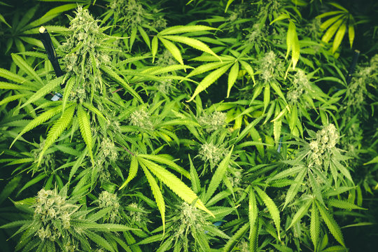 Vibrant Green Cannabis Plants with Mature Marijuana Buds Ready to Harvest in Wallpaper Background