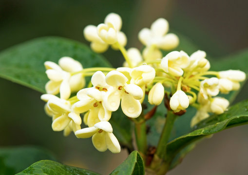 Cluster Of Sweet Osmanthus Flower And Leaves Close Up