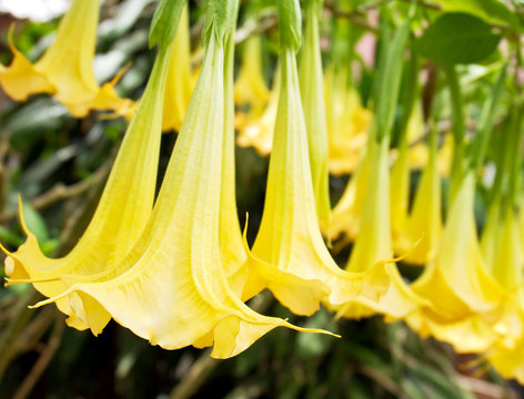 Close up of yellow Brugmansia flower blossom