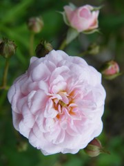 White hibiscus flower in nature garden.