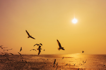 Seagull with sunset on the sea at Bangpu, Thailand