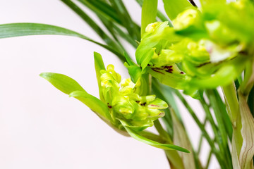 beautiful orchids bloom in the spring