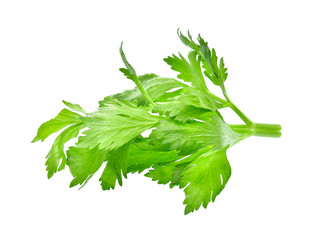celery isolated on white background