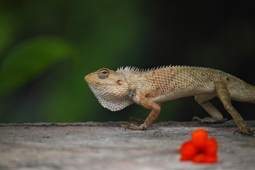 Oriental Garden Lizard