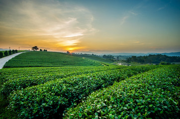 Sunset view of tea plantation landscape at Chiang rai, Thailand.