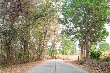 Obraz premium Countryside landscape nature road with tree sideway