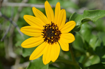Narrow-Leaved Sunflower