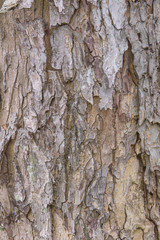 tree bark texture pattern for background