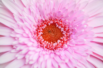 Closeup pink chrysanthemun flower textured background