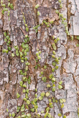 Dischidia ruscifolia or million hearts plant on tree