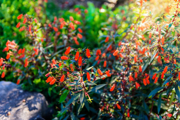closeup california fuchsia