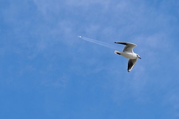 Black-headed gull flying in opposite direction as much higher flying airliner on blue sky.