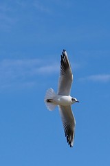 Black-Headed gull Larus Ridibundus flying with spreaded wings on winter blue sky