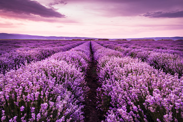 Bloeiend lavendelveld onder de paarse kleuren van de zomerzonsondergang