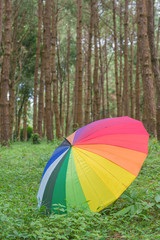 color umbrella in autumn park at pine forest