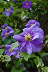 Obraz premium Purple blue clematis flower on the vine