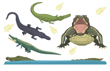 Cartoon green crocodile danger predator and australian wildlife river reptile carnivore alligator with scales teeth flat vector illustration.