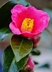 A pink camelia japonica flower in bloom