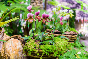 Soft focus of Paphiopedilum charlesworthii is a species of plant