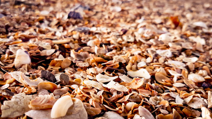 Sea shells on the ground