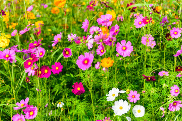 Cosmos flowers blooming