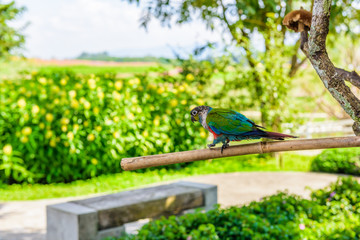 Parrot, Colorful parrot, Macaw Parrot, Colorful macaw