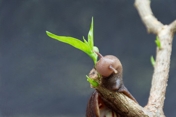 Snails are eating the leaves of a tree that had sprouted.