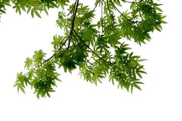 green leaves and branch