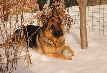 Shepherd for a walk
