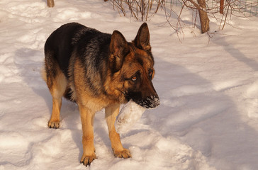 Shepherd for a walk