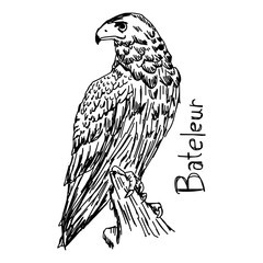 Fototapeta premium Bateleur - vector illustration sketch hand drawn with black lines, isolated on white background