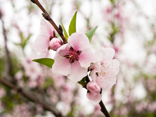 Pink plum blossoms on a branch with green leaves