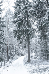 Wide Path in the woods in a winter day