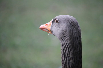 Une oie cendré