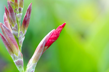 bud beautiful pink flower background. Amazing view of bright flowering of spring day with green grass landscape.