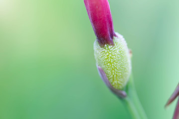 bud beautiful pink flower background. Amazing view of bright flowering of spring day with green grass landscape.