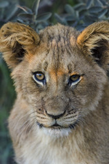 Obraz premium Lion (Panthera leo) cub. Northern Cape. South Africa.