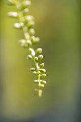 abstract floral border of green leaves and white flowers,Spring blossom background