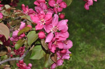 Flowers of the Apple-tree red color