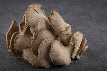 Oyster mushrooms on a gray background 