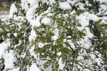 close up snow covered on pine tree in winter